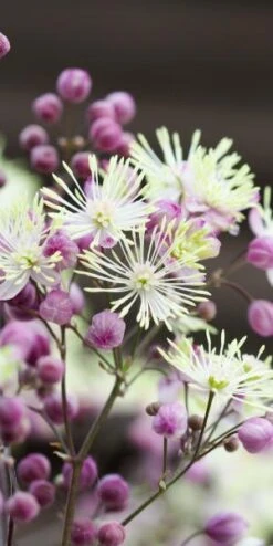 THALICTRUM 'Elin' -Garden Plants thalictrum elin 6230078 2