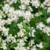 THALICTRUM Tuberosum -Garden Plants thalictrum tuberosum 6060928
