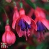 Fuchsia 'Tom Thumb' (Hardy) -Garden Plants tom2