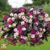 Top Class Colour Themed Collection -Garden Plants topclass