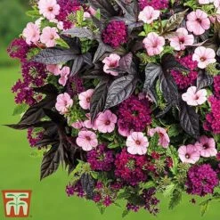 Top Class Colour Themed Collection -Garden Plants topclass3