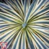 Cordyline Australis 'Torbay Dazzler' -Garden Plants torbay