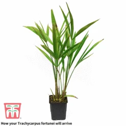 Trachycarpus Fortunei -Garden Plants trach 2