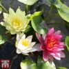 Waterlily Tricolour + Pond Basket + Black And Gold Bowl -Garden Plants trio51