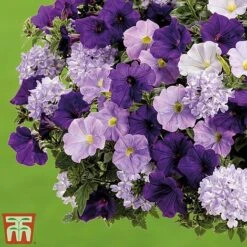 True Beauty Colour Themed Collection -Garden Plants truebeauty3