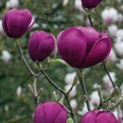 Magnolia 'Black Tulip' -Garden Plants tulip3