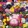 Ultimate Winter Bedding Collection -Garden Plants ult col WKC1594 A1