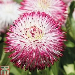 Ultimate Winter Bedding Collection -Garden Plants ult col WKC1594 C1