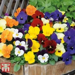 Ultimate Winter Bedding Collection -Garden Plants ult col WKC1594 D