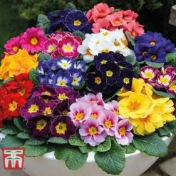 Ultimate Winter Bedding Collection -Garden Plants ult col WKC1594 E