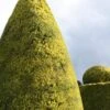 Golden Leyland Cypress | Cupressocyparis Leylandii 'Castlewellan Gold' 1 Golden Leyland Cypress | Cupressocyparis Leylandii 'Castlewellan Gold' -Garden Plants vami10133