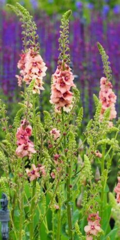 Garden Plants -Garden Plants verbascum cotswold beauty 5270055 2
