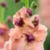 VERBASCUM (Cotswold Group) 'Cotswold Beauty' 2 VERBASCUM (Cotswold Group) 'Cotswold Beauty' -Garden Plants verbascum cotswold beauty 6011033