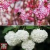 Viburnum Duo -Garden Plants viburnumduo