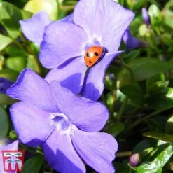 Vinca Minor 'Illumination' -Garden Plants vinca