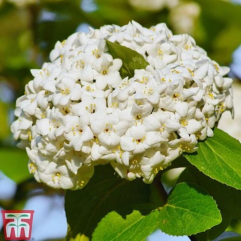 Viburnum X Carlcephalum 3 Viburnum X Carlcephalum