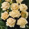 'Diamond Jubilee' Hybrid Tea Rose -Garden Plants visi05304 diamond jubilee