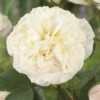 'Joie De Vivre' Floribunda Rose 2 'Joie De Vivre' Floribunda Rose -Garden Plants visi116095 joie de vivre
