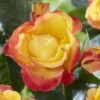 'Little Sunset' Patio Shrub Rose -Garden Plants visi116299 little sunset