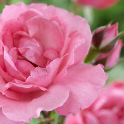 'Palace Tabor' Patio Shrub Rose -Garden Plants visi116302 tabor