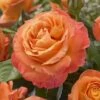 'Phoenix' Floribunda Rose -Garden Plants visi116536 phoenix