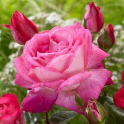 'Patio Hit Dafne' Patio Shrub Rose -Garden Plants visi116548 dafne