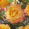 'Caribbean Dawn' Patio Shrub Rose -Garden Plants visi129384 carribean dawn