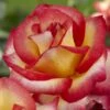 'Firebird' Floribunda Rose -Garden Plants visi129505 firebird