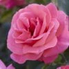 'Valentine Heart' Floribunda Rose -Garden Plants visi130304 valentine heart