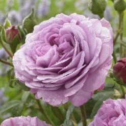 'Lavender Ice' Patio Shrub Rose -Garden Plants visi150187 lavender ice