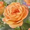 'Better Times ' Hybrid Tea Rose -Garden Plants visi163648 better times