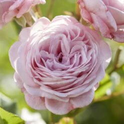 'Prince Jardinier' Floribunda Rose