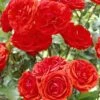 'Trumpeter' Floribunda Rose -Garden Plants visi25890 trumpeter
