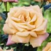 'Niceday' Patio Climbing Rose -Garden Plants visi25908 nice day