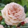 'It's A Wonderful Life' Floribunda Rose -Garden Plants visi28368 wonderful life