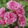 'Soul' Shrub Rose -Garden Plants visi28374 soul