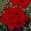 'Love Knot' Climbing Rose -Garden Plants visi34822 love knot