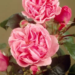 'Parade Cajsa' Patio Shrub Rose 8 'Parade Cajsa' Patio Shrub Rose -Garden Plants visi35074 cajsa