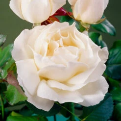 'Patio Hit Georgia' Patio Shrub Rose -Garden Plants visi35488 georgia