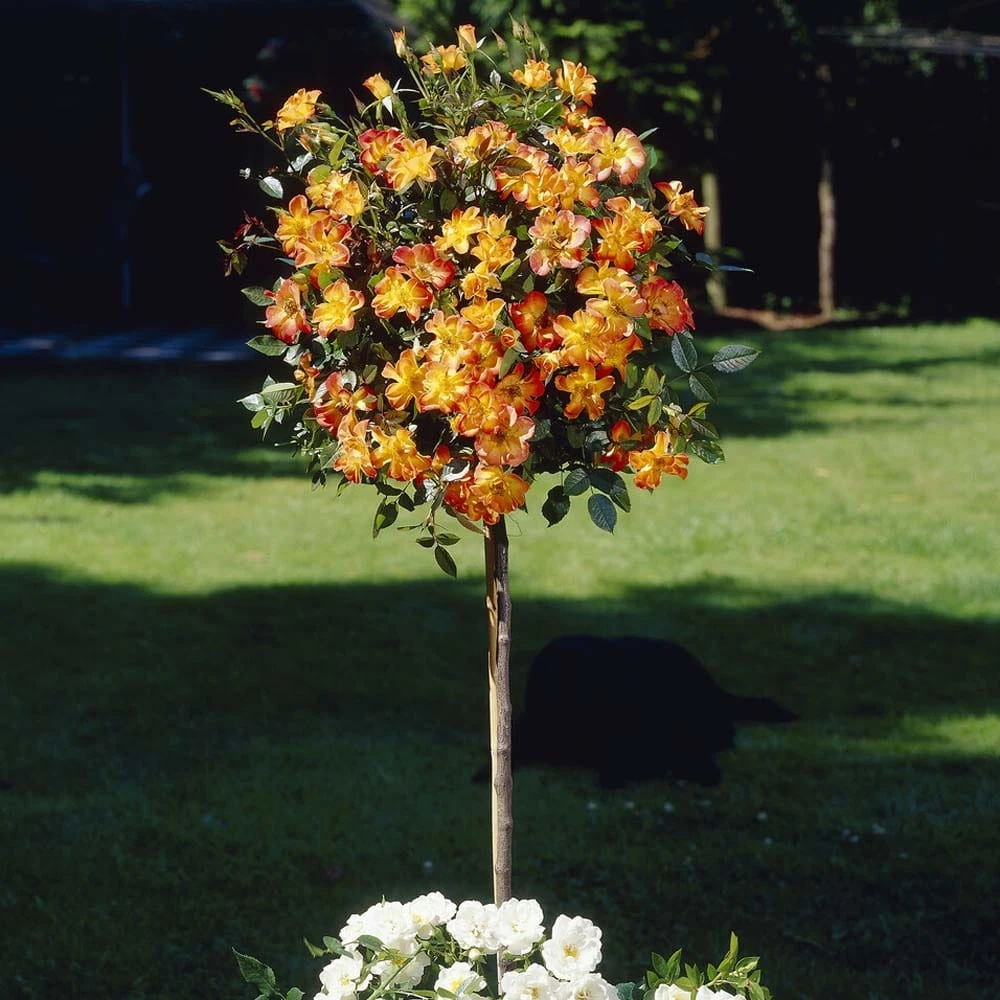 'Warm Welcome' Climbing Rose 3 'Warm Welcome' Climbing Rose