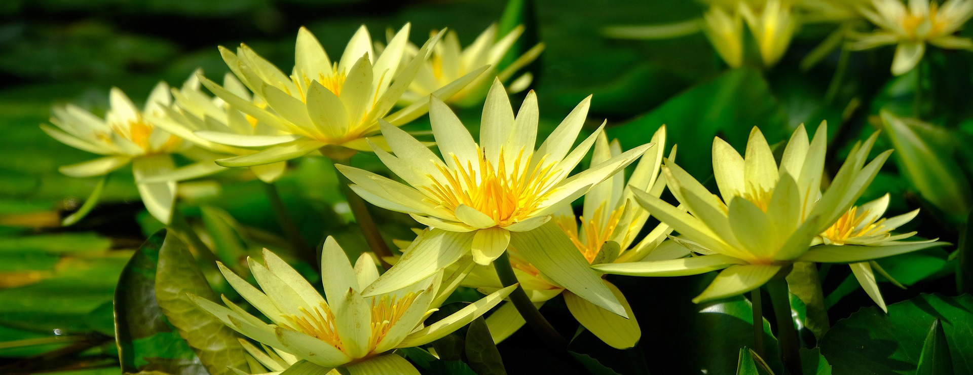 Garden Plants -Garden Plants water lily 4283924 1920