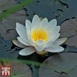 Water Lily White With A Pond Basket -Garden Plants water white22