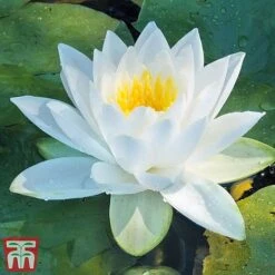 Water Lily White With A Pond Basket -Garden Plants water white3