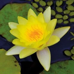 Water Lily Yellow With A Pond Basket 11 Water Lily Yellow With A Pond Basket -Garden Plants water yellow NOW1