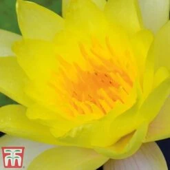 Water Lily Yellow With A Pond Basket 10 Water Lily Yellow With A Pond Basket -Garden Plants water yellow21