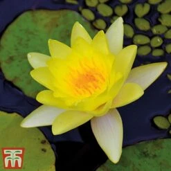 Water Lily Yellow With A Pond Basket 9 Water Lily Yellow With A Pond Basket -Garden Plants water yellow4