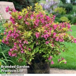 Weigela 'Magic Carpet' 10 Weigela 'Magic Carpet' -Garden Plants weigela2