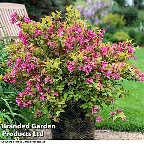 Weigela 'Magic Carpet' 5 Weigela 'Magic Carpet' - Image 3