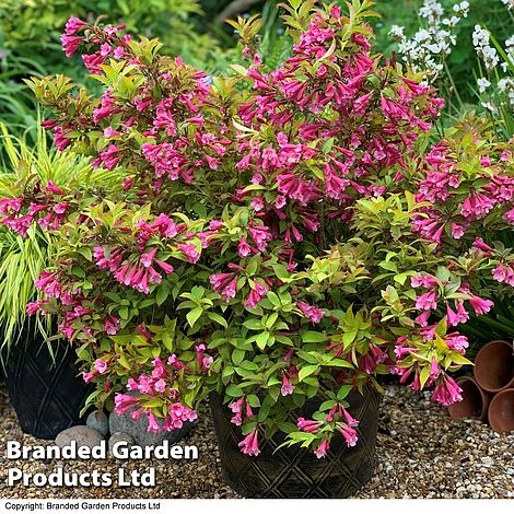 Weigela 'Magic Carpet' 4 Weigela 'Magic Carpet' - Image 2