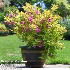 Weigela 'Magic Carpet' 11 Weigela 'Magic Carpet' -Garden Plants weigela4